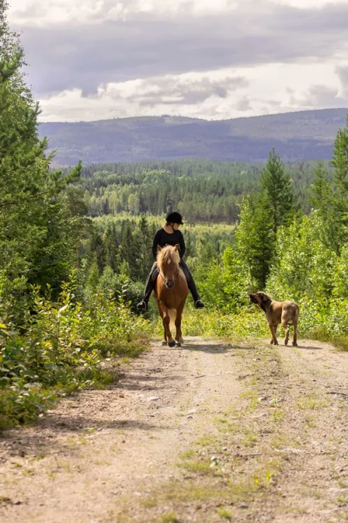 Hälsinge Ridupplevelser Hälsingland Rida Islandshäst Riding Sweden