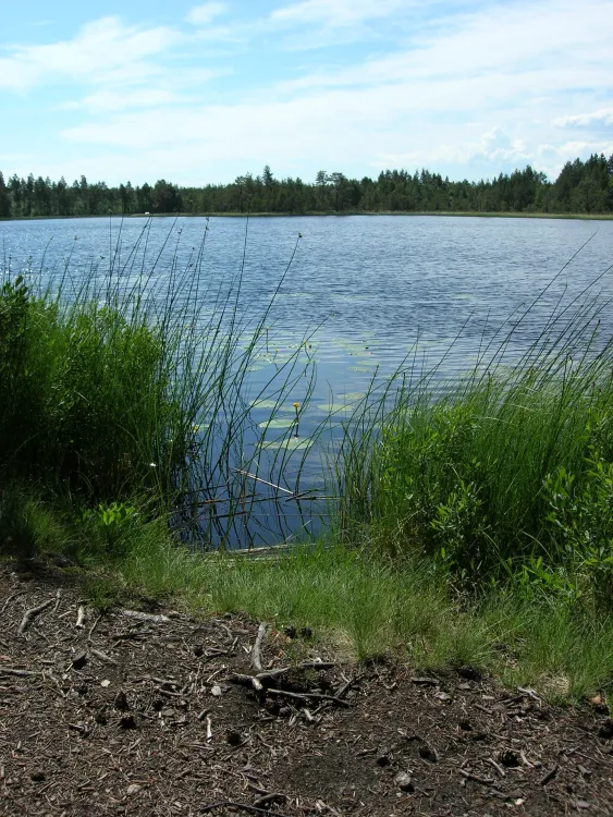 Mostigen vandringsled