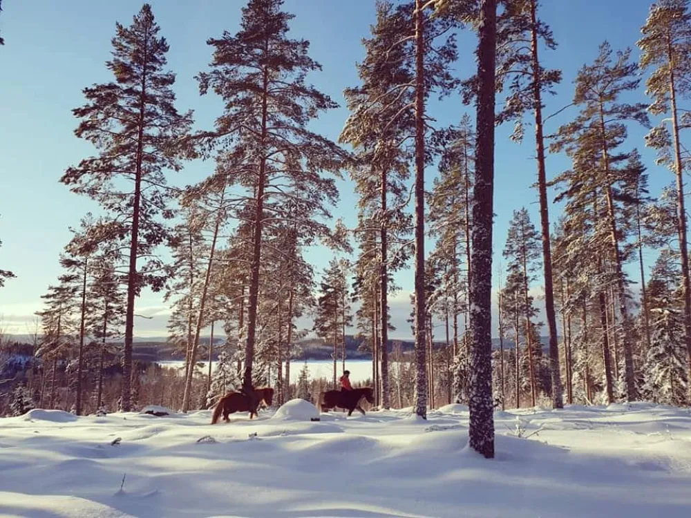 Hälsinge Ridupplevelser Hälsingland Rida Islandshäst Riding Sweden