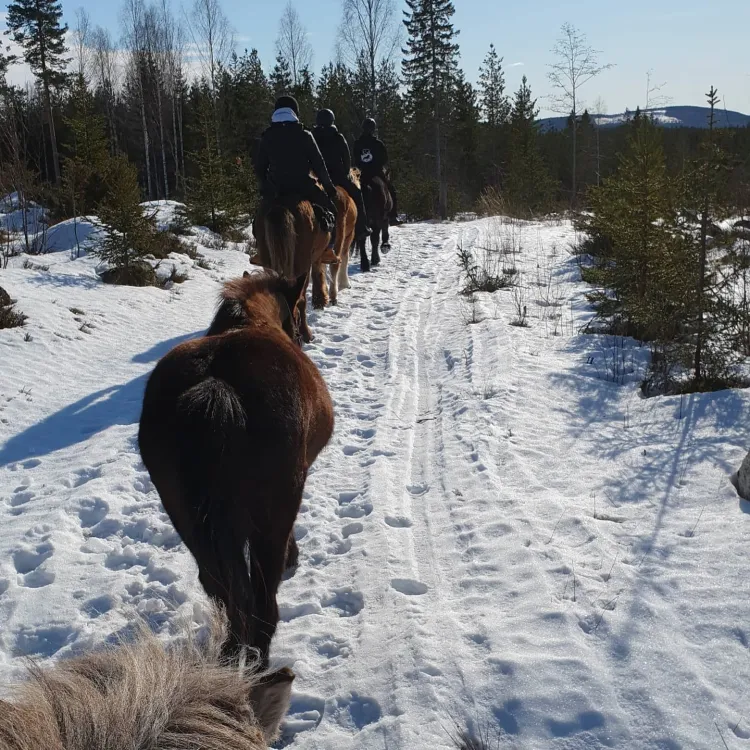 Hälsinge Ridupplevelser Hälsingland Rida Islandshäst Riding Sweden