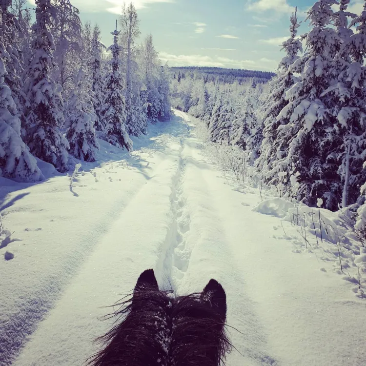 Hälsinge Ridupplevelser Hälsingland Rida Islandshäst Riding Sweden