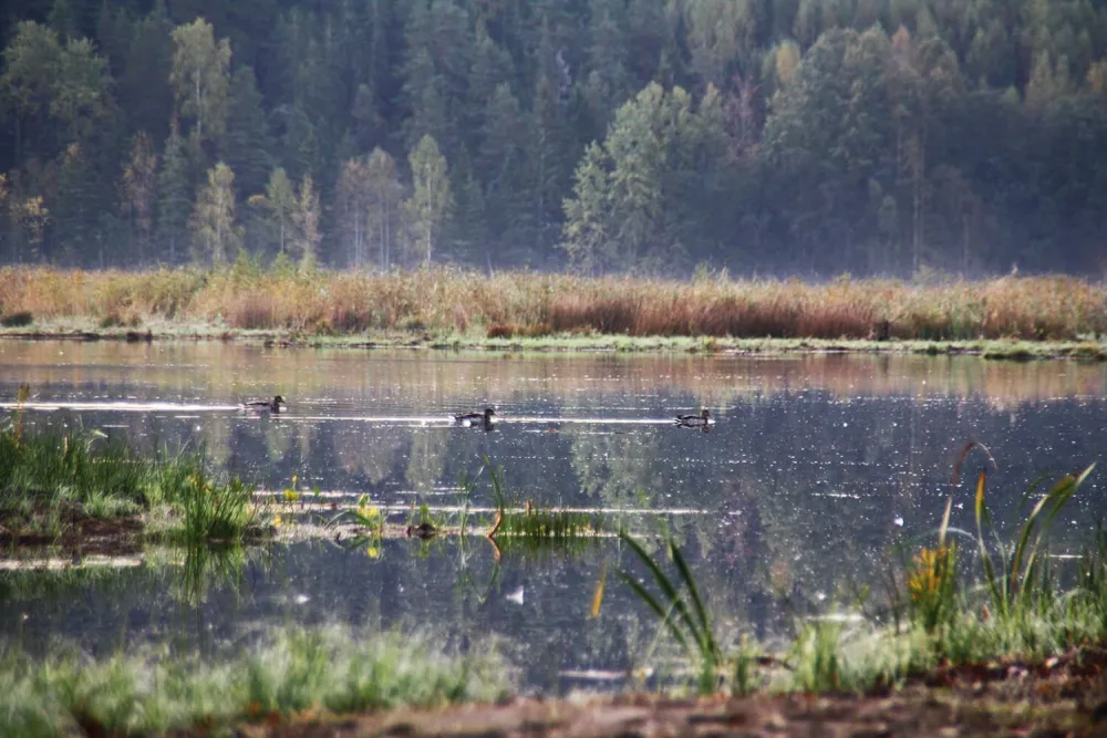 Naturreservat Ålsjön 