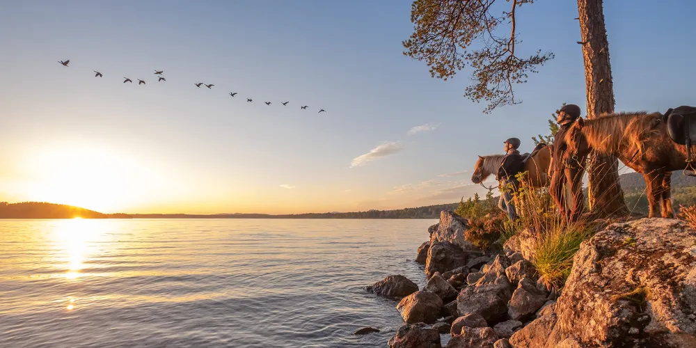 Ridtur på islandshästar i Hälsingland