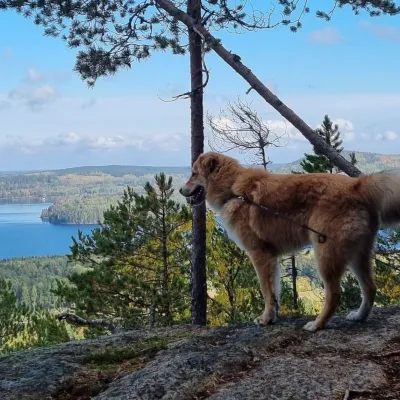 Hund som tittar ut på den fina vyn från Hamnäsleden