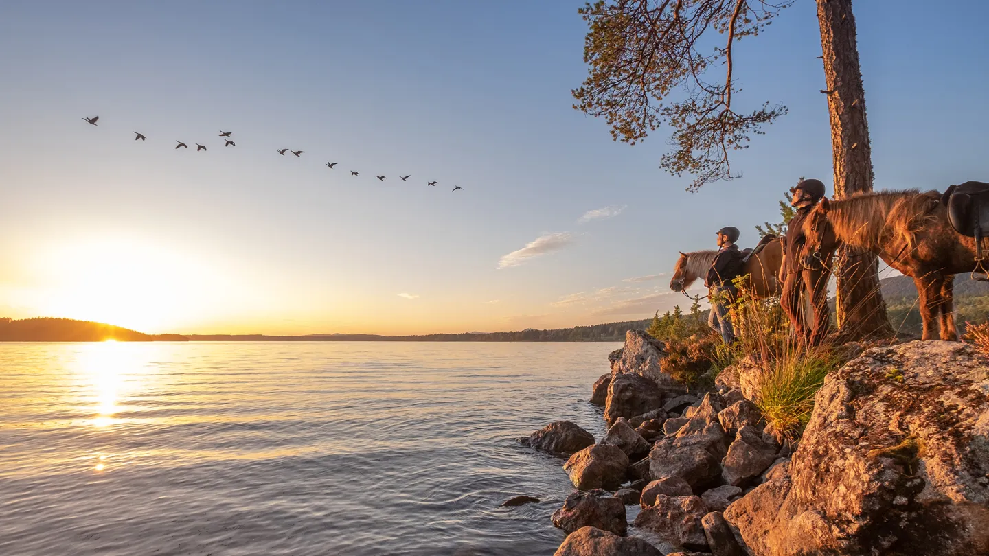 Ridtur i höstig Hälsingeskog